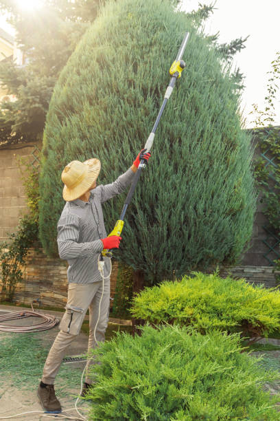 Best Large Tree Removal  in Hailey, ID